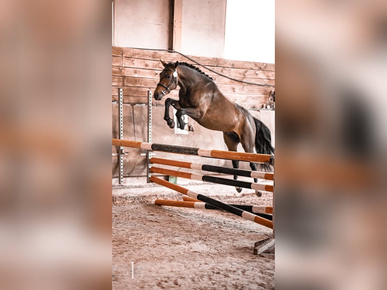 New Forest Pony Stallion 4 years 14,2 hh Brown in Aspres-sur-Buëch