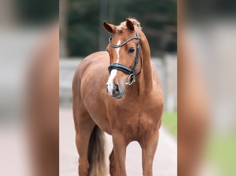 New Forest Pony Stallion 4 years 14,1 hh Chestnut-Red in Donkerbroek