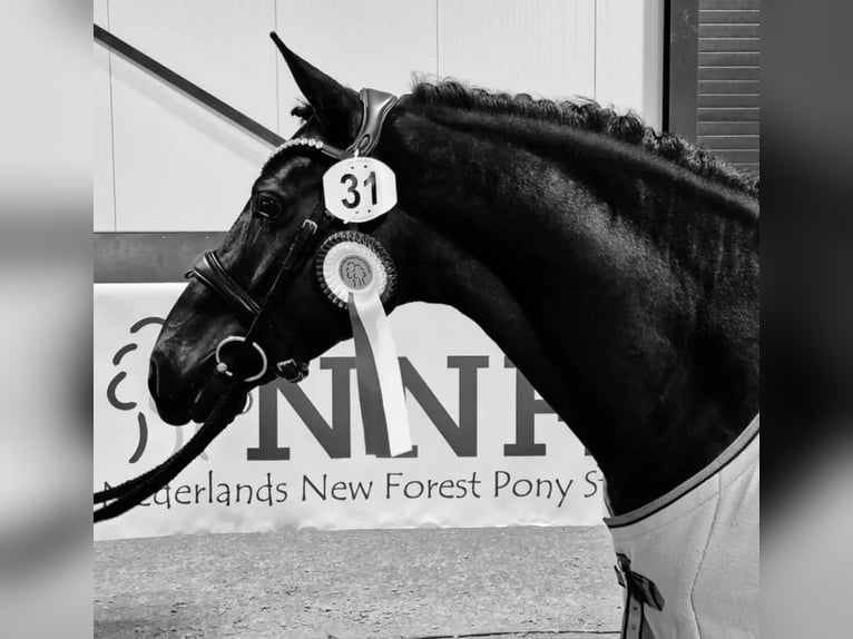 New Forest Pony Stallion 5 years 14,1 hh Black in Oostzaan