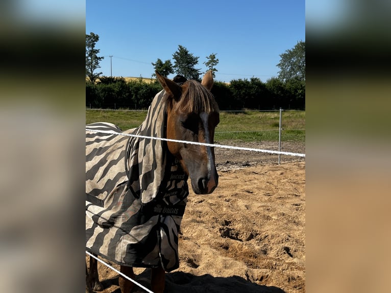 New Forest Pony Stallion 6 years 13.1 hh Brown in Schönwalde am Bungsberg
