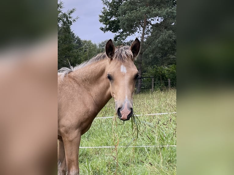 New Forest Pony Mix Stallion Foal (04/2024) 13,2 hh Buckskin in Haps