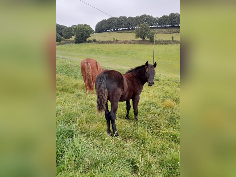 New Forest Pony Stallion Foal (04/2024) 14,1 hh Bay-Dark in Chaudes-aigues