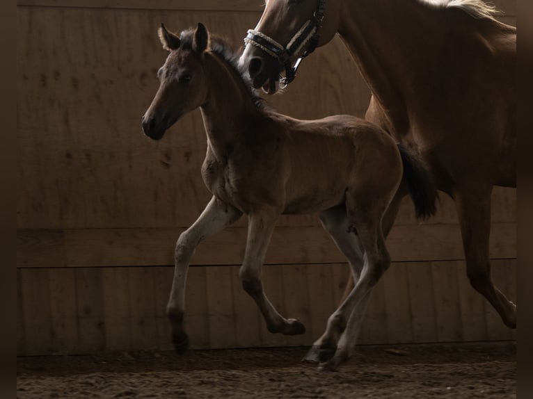 New Forest Pony Stallion Foal (05/2025) 14,1 hh Bay-Dark in Pronstorf