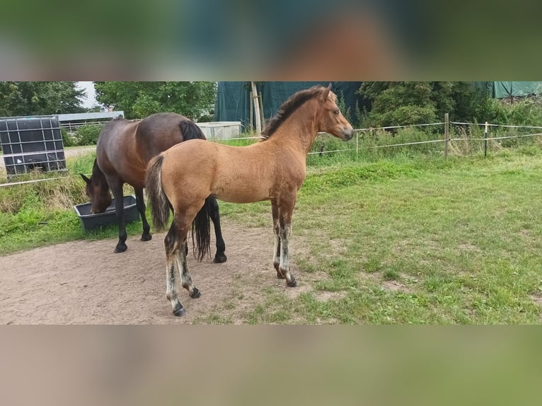 New Forest Pony Stallion Foal (05/2024) Brown in Neu Wulmstorf