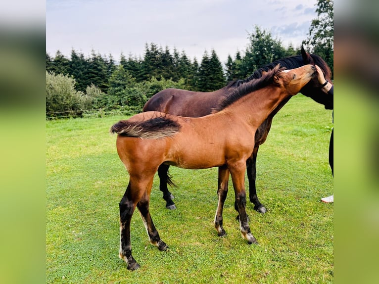 New Forest Pony Stallion Foal (05/2024) Brown in Neu Wulmstorf