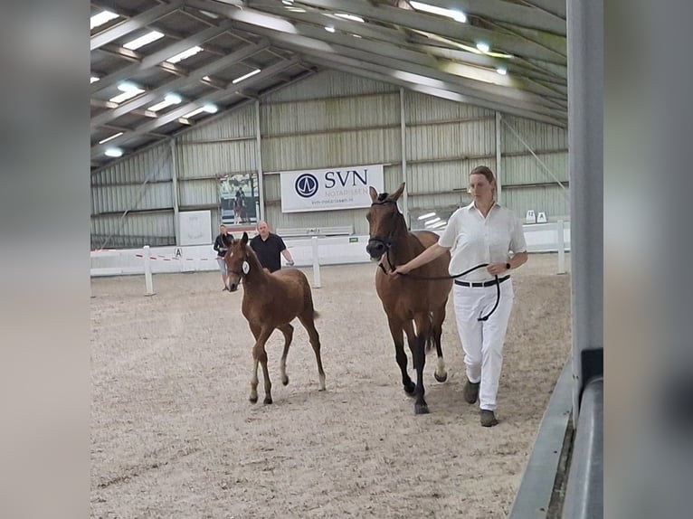 New Forest Pony Stallion  Chestnut-Red in Nispen