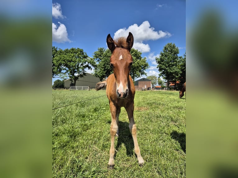 New Forest Pony Stallion  Chestnut-Red in Nispen
