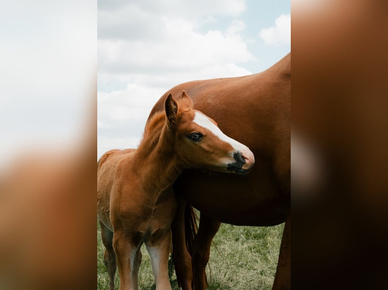 New Forest Pony Stallion Foal (05/2026) Chestnut-Red in Sint Anthonis