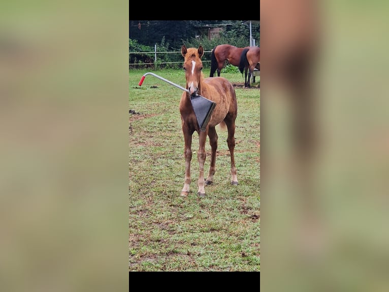 New Forest Pony Stallion Foal (05/2024) Chestnut-Red in Garlstorf