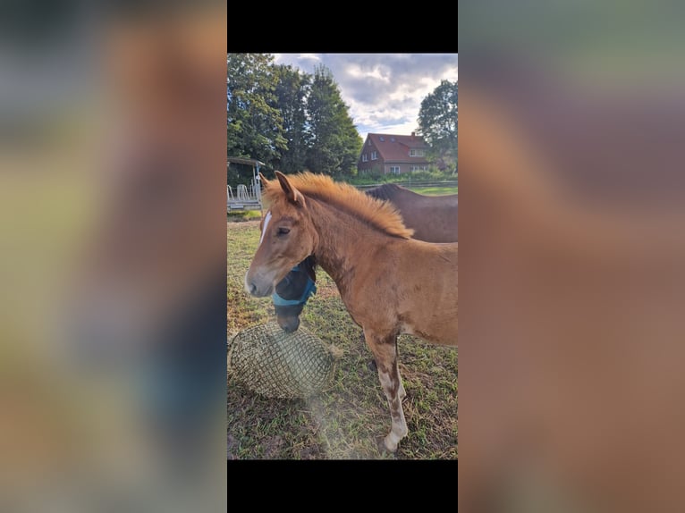 New Forest Pony Stallion Foal (05/2024) Chestnut-Red in Garlstorf