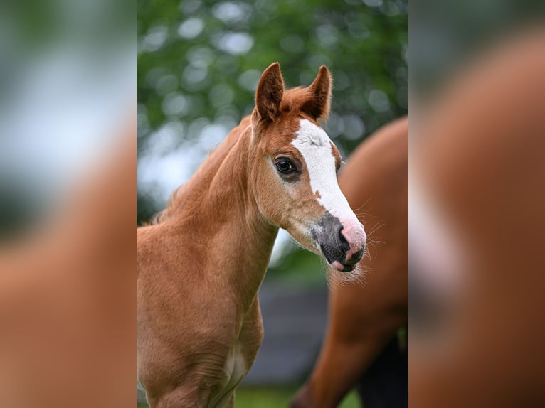 New Forest Pony Stallion Foal (05/2026)  in Vaassen