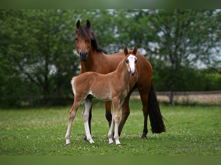 New Forest Pony Stallion Foal (05/2026)  in Vaassen
