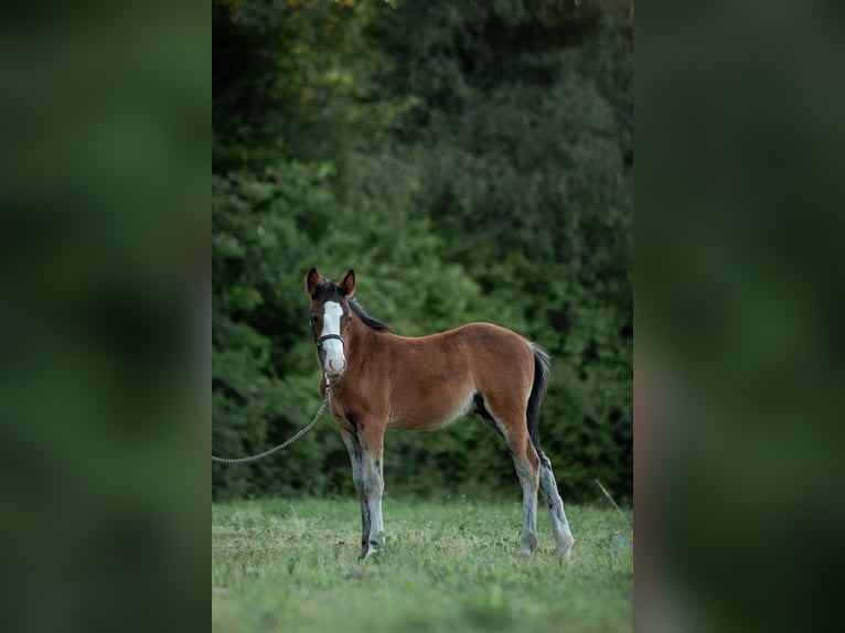 New Forest Pony Stallion Foal (04/2025) in Heinzenbach
