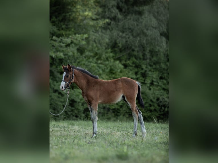 New Forest Pony Stallion Foal (04/2025) in Heinzenbach