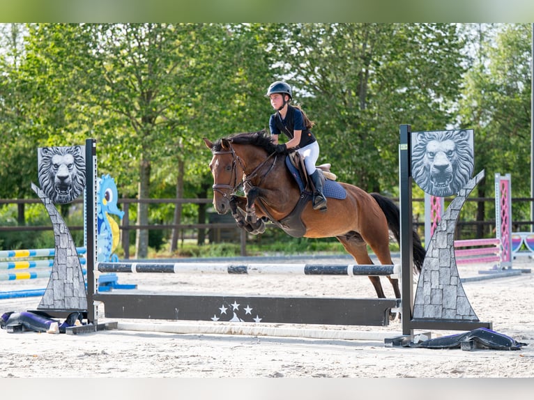 New Forest Pony Stute 10 Jahre 137 cm Brauner in Kaulille