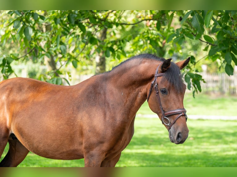 New Forest Pony Stute 10 Jahre 137 cm Brauner in Kaulille