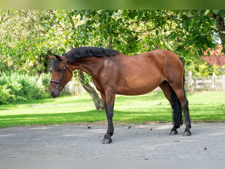 New Forest Pony Stute 10 Jahre 137 cm Brauner in Kaulille