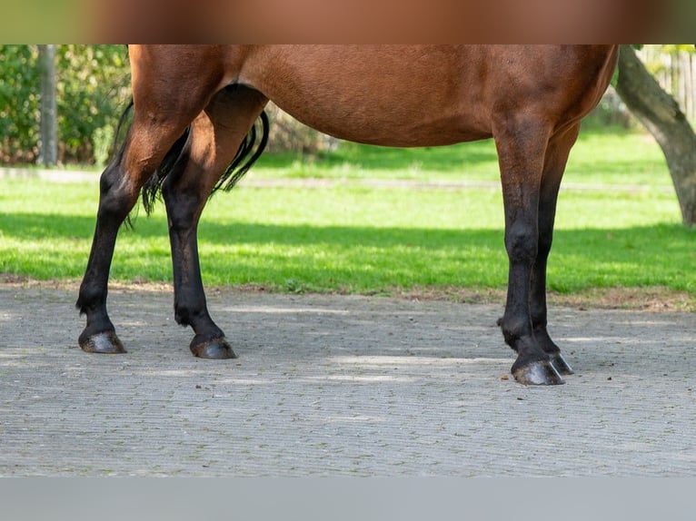 New Forest Pony Stute 10 Jahre 137 cm Brauner in Kaulille