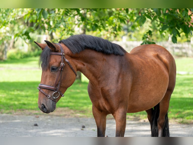 New Forest Pony Stute 10 Jahre 137 cm Brauner in Kaulille