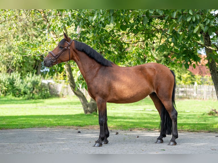 New Forest Pony Stute 10 Jahre 137 cm Brauner in Kaulille