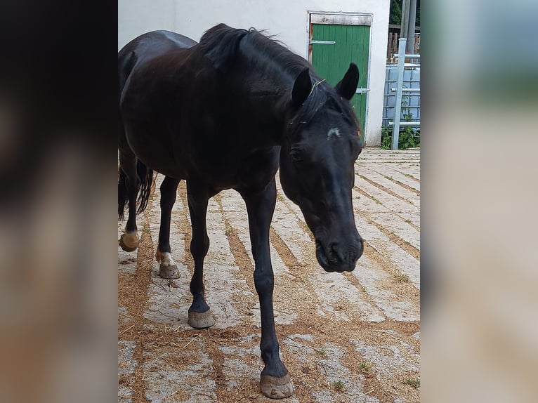 New Forest Pony Stute 10 Jahre 140 cm Rappe in Dietrichingen