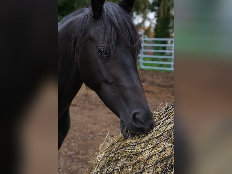 New Forest Pony Stute 10 Jahre 140 cm Rappe in Dietrichingen