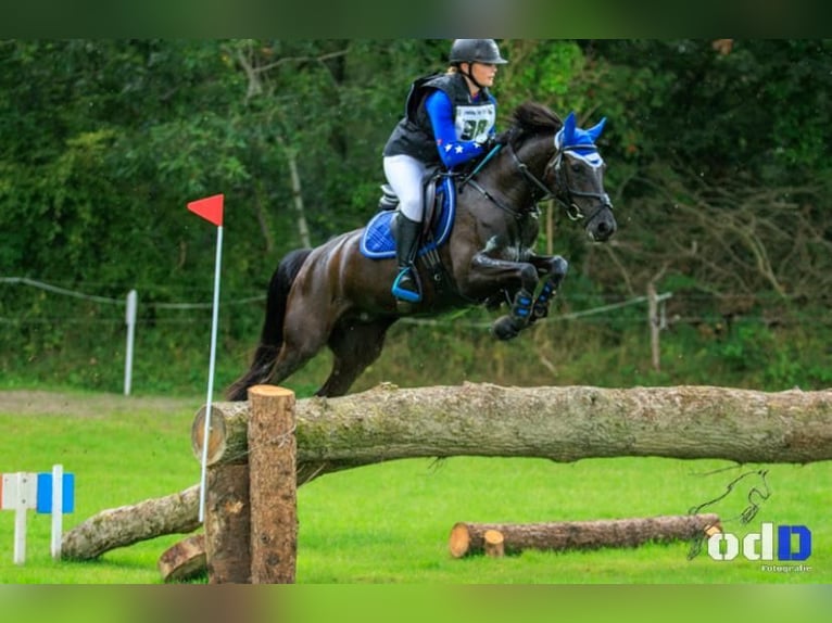 New Forest Pony Stute 10 Jahre 144 cm Rappe in Wieringerwerf