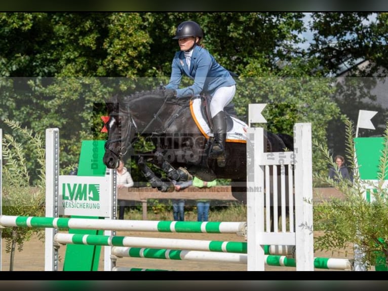 New Forest Pony Stute 10 Jahre 144 cm Rappe in Wieringerwerf