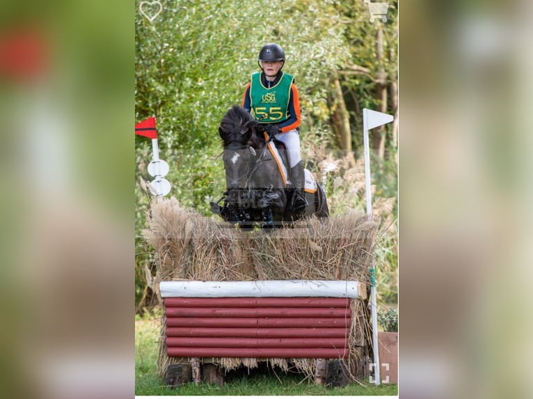 New Forest Pony Stute 10 Jahre 144 cm Rappe in Wieringerwerf