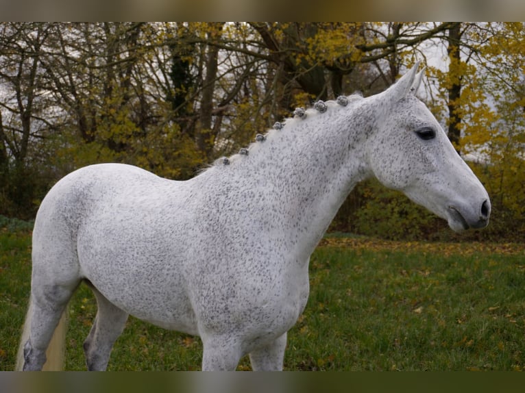 New Forest Pony Stute 10 Jahre 144 cm Schimmel in Zeewolde