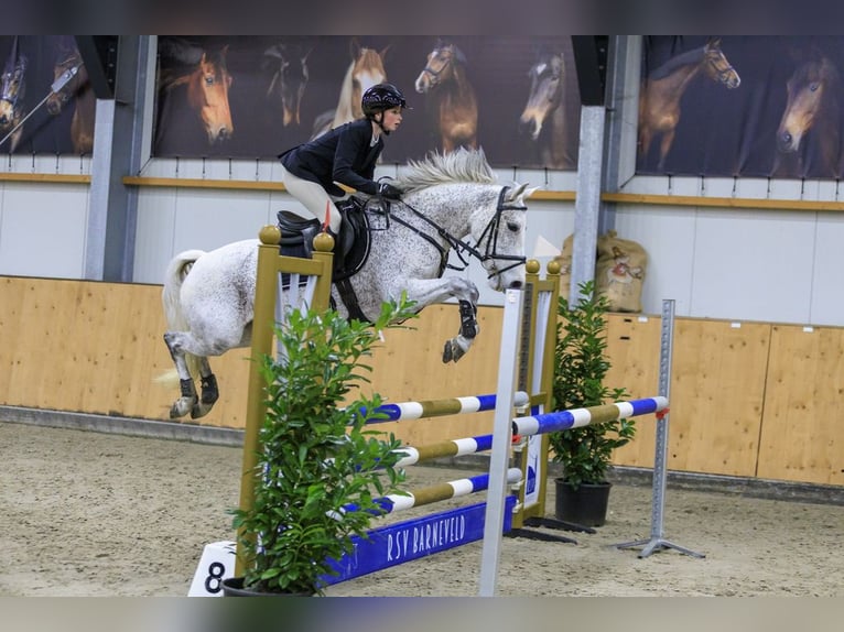 New Forest Pony Stute 10 Jahre 144 cm Schimmel in Zeewolde