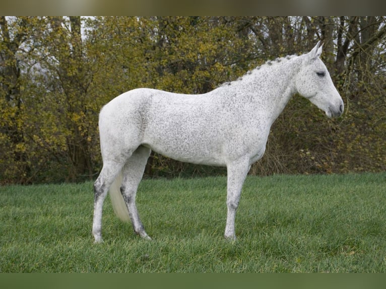 New Forest Pony Stute 10 Jahre 144 cm Schimmel in Zeewolde