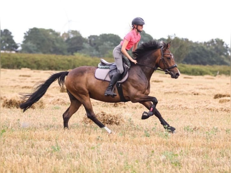 New Forest Pony Stute 10 Jahre 146 cm Brauner in J&#xF6;rl