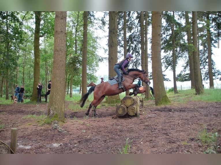 New Forest Pony Stute 10 Jahre 147 cm Brauner in Halfweg