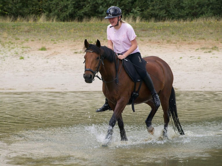New Forest Pony Stute 10 Jahre 147 cm Brauner in Halfweg