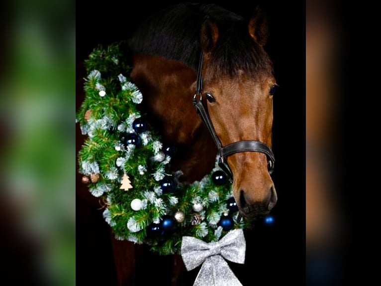 New Forest Pony Stute 10 Jahre 147 cm Brauner in Halfweg