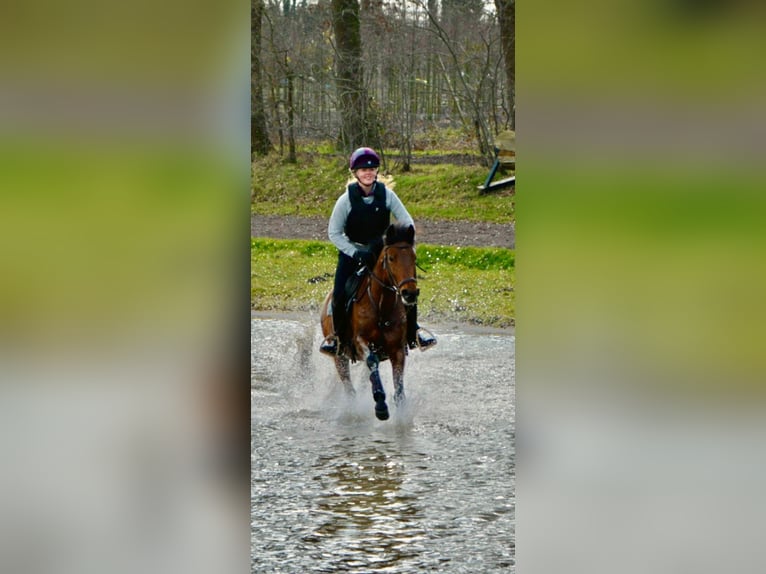 New Forest Pony Stute 10 Jahre 147 cm Brauner in Halfweg