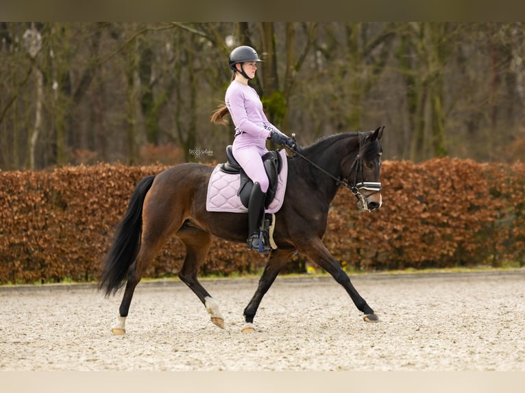 New Forest Pony Stute 10 Jahre 147 cm Brauner in Goirle
