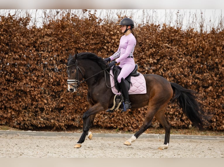 New Forest Pony Stute 10 Jahre 147 cm Brauner in Goirle