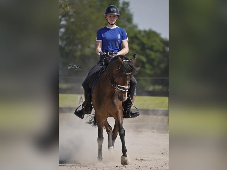 New Forest Pony Stute 10 Jahre 147 cm Brauner in Goirle