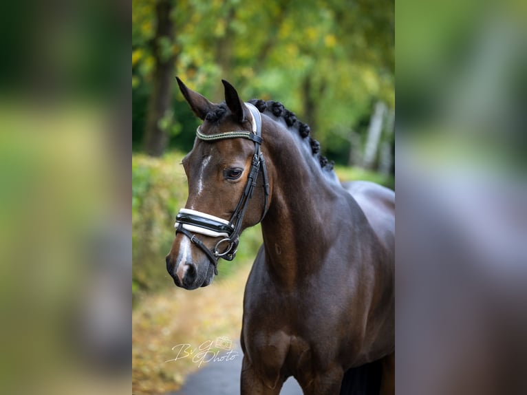 New Forest Pony Stute 10 Jahre 147 cm Brauner in Goirle