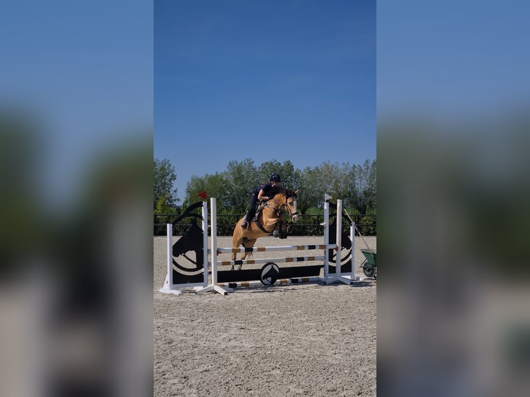 New Forest Pony Stute 10 Jahre 147 cm Buckskin in Didam