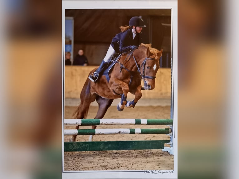 New Forest Pony Stute 10 Jahre 147 cm Fuchs in Sarmenstorf