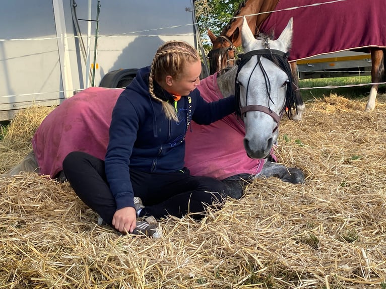 New Forest Pony Stute 11 Jahre 143 cm Apfelschimmel in Staßfurt