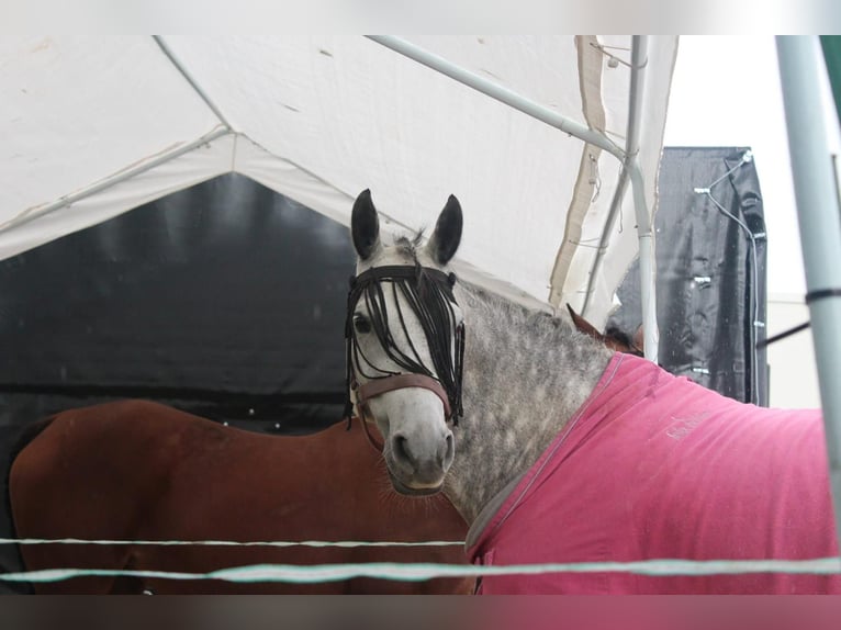 New Forest Pony Stute 11 Jahre 143 cm Apfelschimmel in Staßfurt