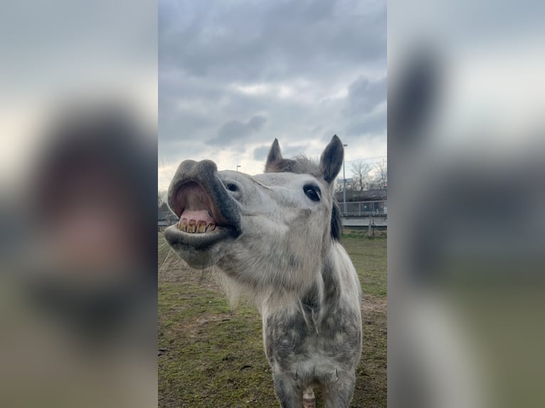 New Forest Pony Stute 11 Jahre 143 cm Apfelschimmel in Staßfurt