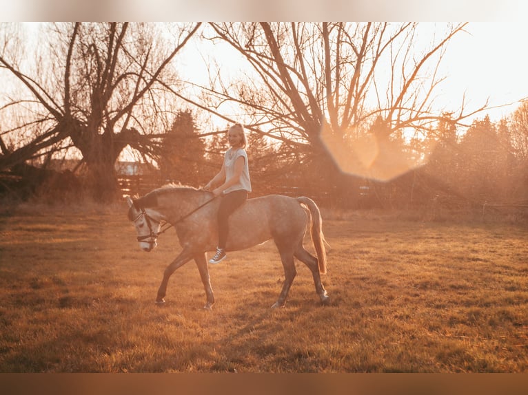 New Forest Pony Stute 11 Jahre 143 cm Apfelschimmel in Staßfurt