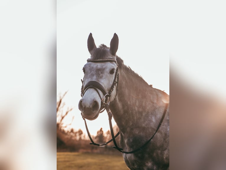 New Forest Pony Stute 11 Jahre 143 cm Apfelschimmel in Staßfurt