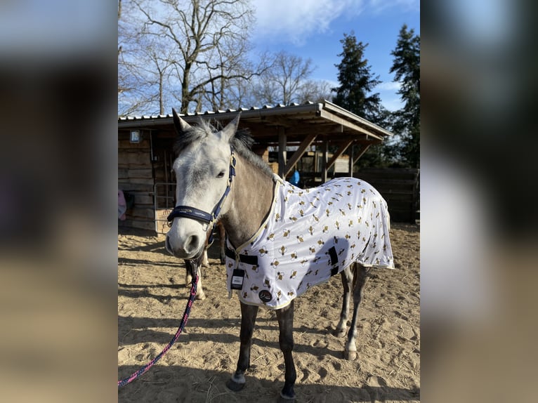 New Forest Pony Stute 11 Jahre 143 cm Apfelschimmel in Staßfurt