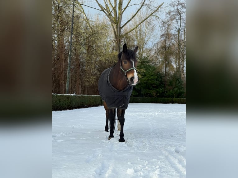 New Forest Pony Stute 11 Jahre 144 cm Brauner in Rotterdam